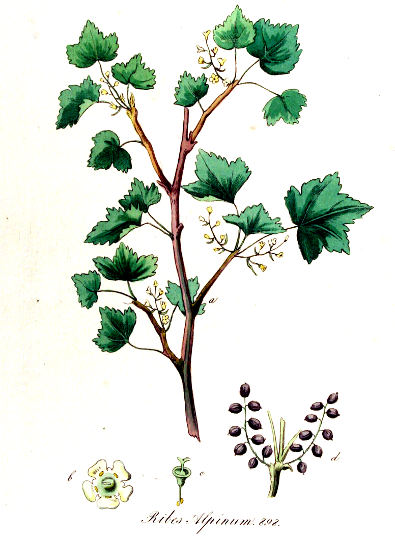 Alpsko grozdičje, Ribes Alpinum