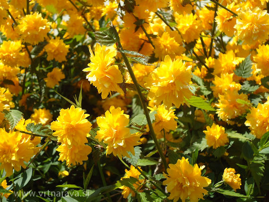 Japonska kerija - Kerria japonica - cvetovi