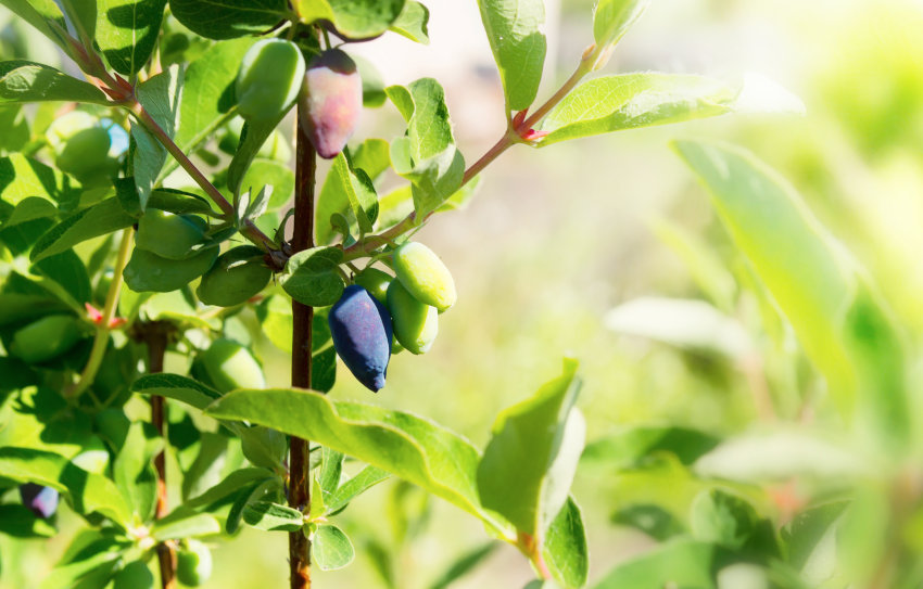 Modro kosteničevje - plod in listje