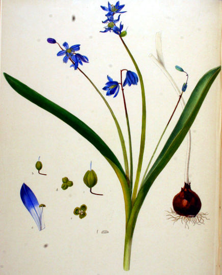 Sibirska modra čebulica, Scilla siberica