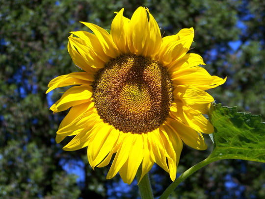 Sončnica - cvet