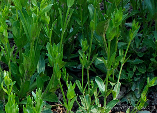 Centaurium erythraea - tavžentroža